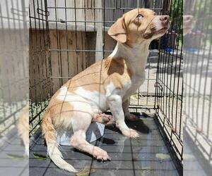 Mutt Dogs for adoption in San Antonio, TX, USA