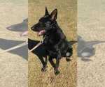 Small Photo #1 German Shepherd Dog Puppy For Sale in EL CENTRO, CA, USA