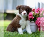 Small Border Collie