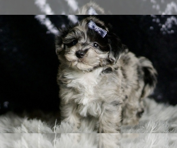 Medium Photo #4 Maltipoo Puppy For Sale in WARSAW, IN, USA