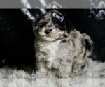 Small Photo #87 Maltipoo Puppy For Sale in WARSAW, IN, USA