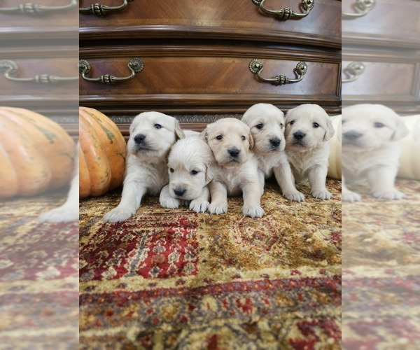 Medium Photo #2 English Cream Golden Retriever Puppy For Sale in ELVERTA, CA, USA