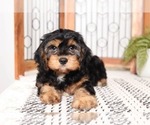 Small Photo #2 Cavachon Puppy For Sale in NAPLES, FL, USA