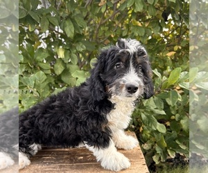 Bernedoodle (Miniature) Puppy for sale in MIDDLEBURY, IN, USA