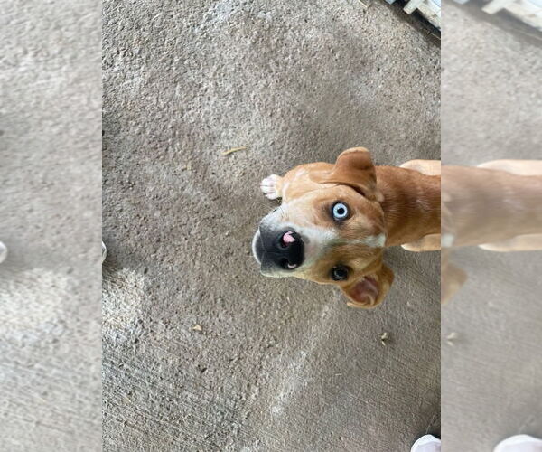 Medium Photo #2 - Mix Puppy For Sale in Cromwell, KY, USA