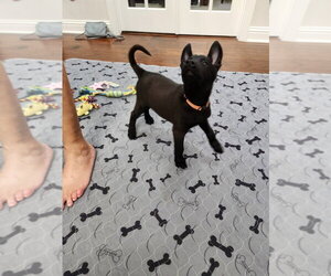 Texas Legends Litter- BeyoncÃ© - Located in IN - Female Mutt Dog for Adoption - Photo #3