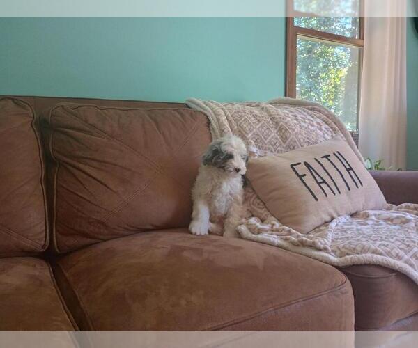 Medium Photo #17 Aussie-Poo Puppy For Sale in HOLMESVILLE, OH, USA