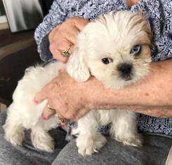 Shih Tzu Puppy for sale in GARDEN GROVE, CA, USA