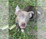 Small #7 Mutt