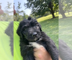 Australian Shepherd-Bernedoodle Mix Puppy for sale in COLUMBUS, IN, USA