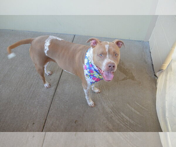 Medium Photo #1 American Pit Bull Terrier-Unknown Mix Puppy For Sale in McKinney, TX, USA