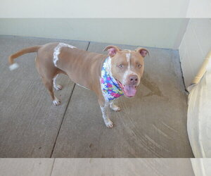 American Pit Bull Terrier-Unknown Mix Dogs for adoption in McKinney, TX, USA