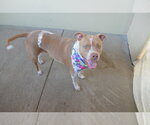 Small American Pit Bull Terrier Mix