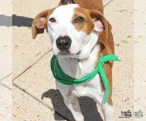 Randy - Male Pointer-Unknown Mix Dog for Adoption - Photo #2