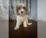 Small #65 Cavapoo-Poodle (Miniature) Mix
