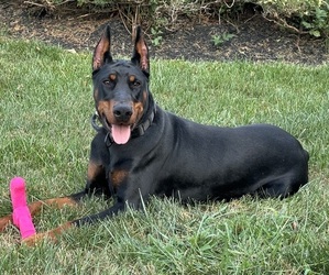 Doberman Pinscher Puppy for sale in DOYLESTOWN, PA, USA