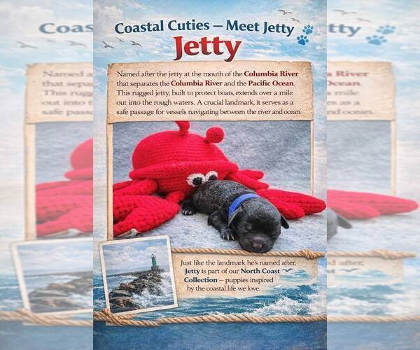 Medium Photo #5 Goldendoodle mix (+ Poodle Miniature) Puppy For Sale in ASTORIA, OR, USA