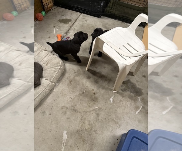 Medium Photo #4 Cane Corso Puppy For Sale in CORONA, CA, USA