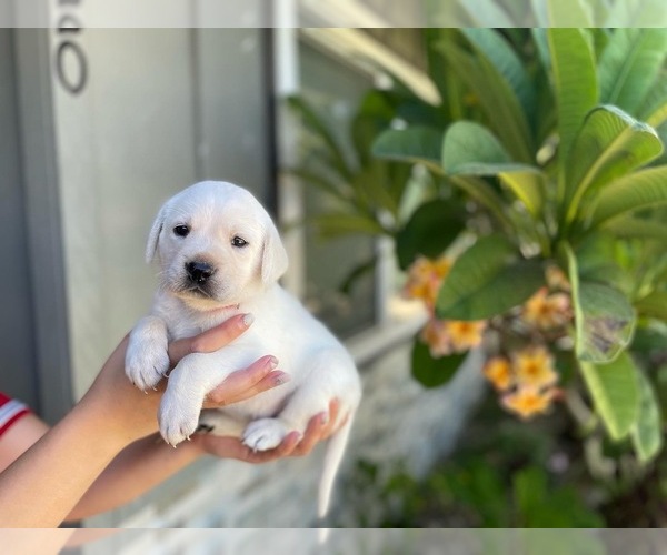 Medium Photo #6 Labrador Retriever Puppy For Sale in NORCO, CA, USA