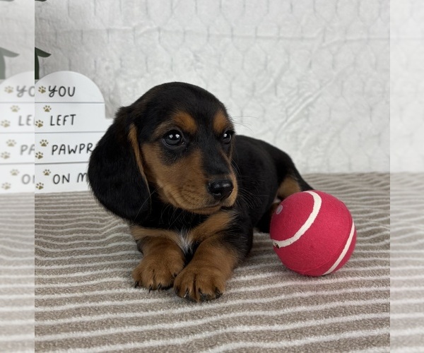 Medium Photo #4 Dachshund Puppy For Sale in FRANKLIN, IN, USA