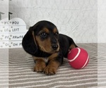 Small #3 Dachshund