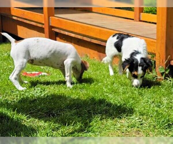 Medium Photo #3 Jack Russell Terrier-Whippet Mix Puppy For Sale in Arlington, WA, USA