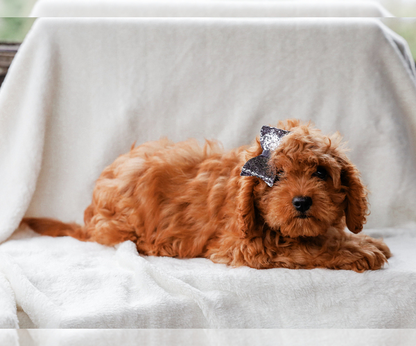 Medium Photo #4 Cavalier King Charles Spaniel-Poodle (Toy) Mix Puppy For Sale in LIBERTY, KY, USA