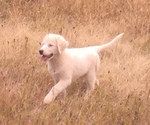 Small Photo #12 Anatolian Shepherd-Great Pyrenees Mix Puppy For Sale in DEARY, ID, USA