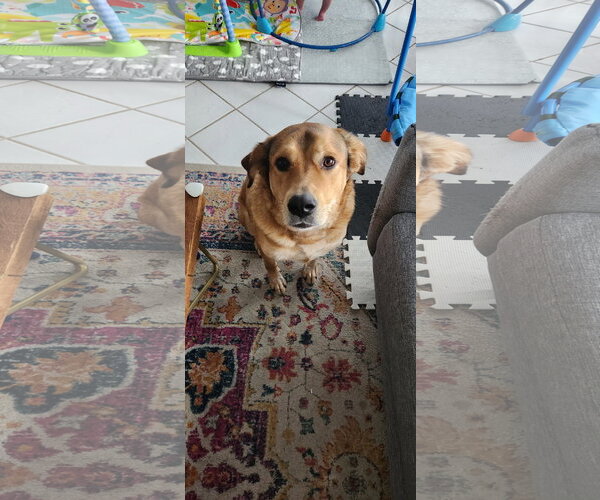Medium Photo #7 Aussiedor Puppy For Sale in McKinney, TX, USA