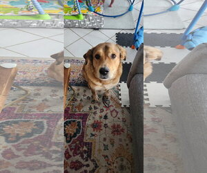 Eevee - Female Aussiedor Dog for Adoption - Photo #7