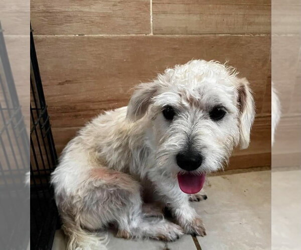 Medium Photo #3 Poodle (Miniature)-Unknown Mix Puppy For Sale in San Diego, CA, USA