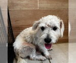 Small #2 Poodle (Miniature) Mix