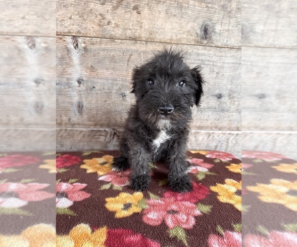Medium Photo #9 Schnauzer (Miniature) Puppy For Sale in VERMONTVILLE, MI, USA