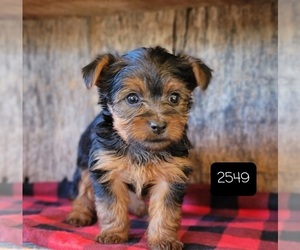 Yorkshire Terrier Puppy for sale in MANES, MO, USA