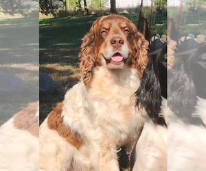 Father of the English Springer Spaniel puppies born on 05/03/2025
