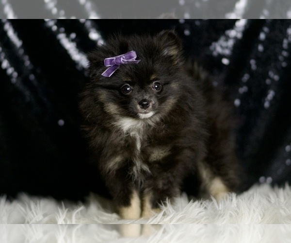 Medium Photo #4 Pomeranian Puppy For Sale in WARSAW, IN, USA