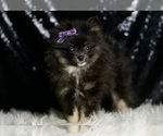 Small #3 Pomeranian
