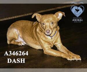 Chihuahua Dogs for adoption in Stockton, CA, USA