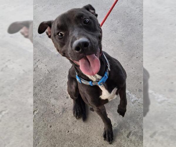 Medium Photo #1 American Pit Bull Terrier-Unknown Mix Puppy For Sale in Bakersfield, CA, USA
