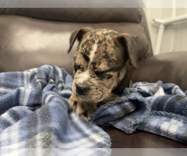 Medium Photo #81 American Bully Puppy For Sale in REESEVILLE, WI, USA