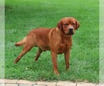 Small Photo #1 Labrador Retriever Puppy For Sale in SYRACUSE, IN, USA