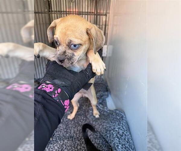 Medium Photo #1 Chihuahua-Unknown Mix Puppy For Sale in Houston, TX, USA