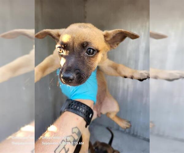 Medium Photo #1 Chihuahua-Unknown Mix Puppy For Sale in San Antonio, TX, USA