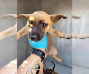 Chihuahua-Unknown Mix Dogs for adoption in San Antonio, TX, USA