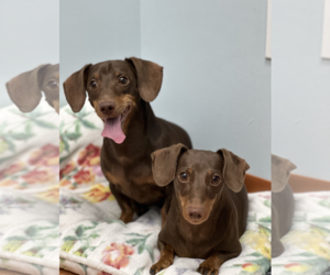 Jasper and Luna - Female Dachshund Dog for Adoption - Photo #3