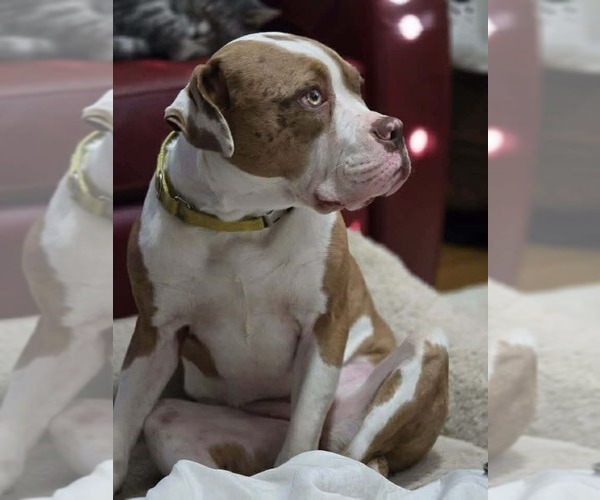 Medium Photo #6 Mutt Puppy For Sale in Rockville, MD, USA