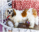 Small #14 Shih Tzu
