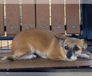 Toxirn Dogs for adoption in Orange, CA, USA