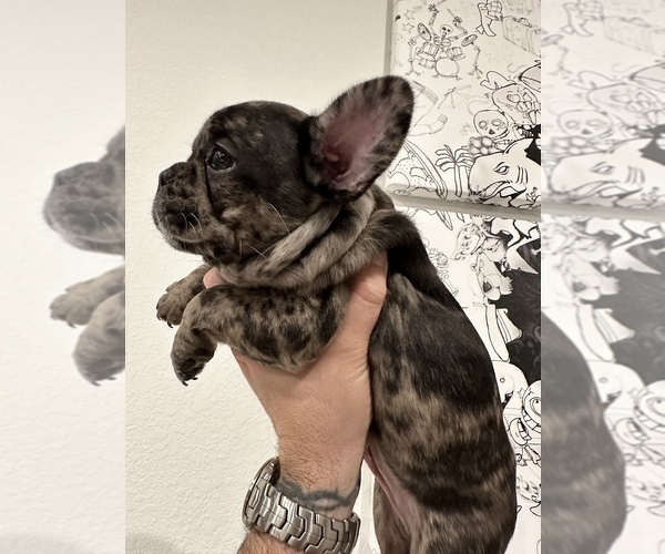 Medium Photo #5 French Bulldog Puppy For Sale in LEANDER, TX, USA