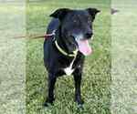 Small Labrador Retriever Mix